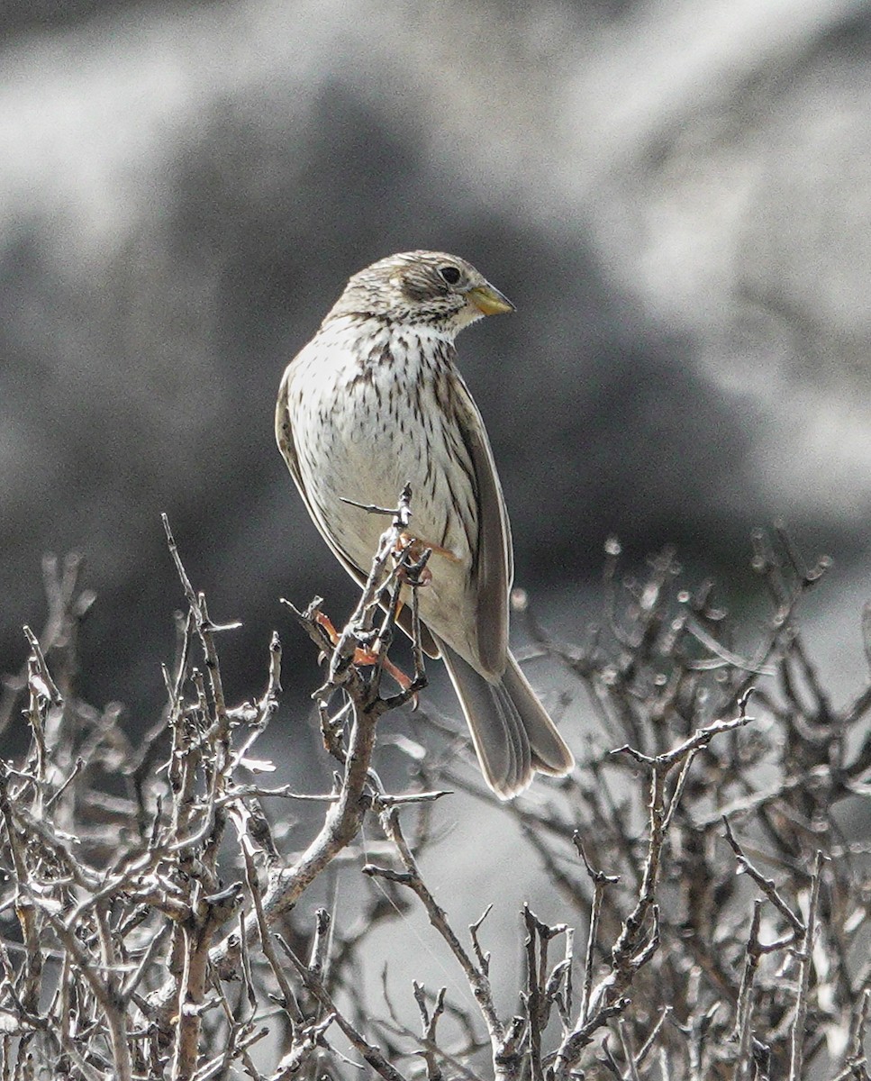 Corn Bunting - ML617652038