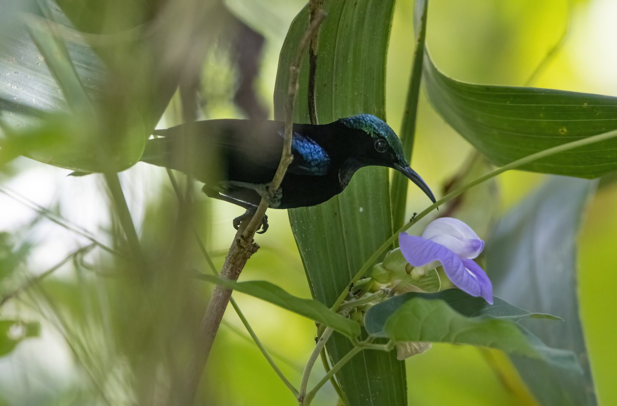 Black Sunbird - ML617652050