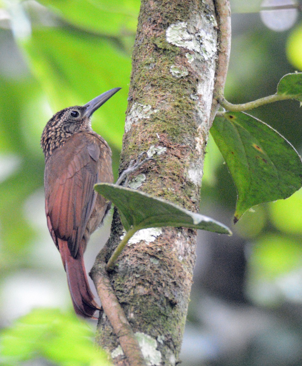 Cocoa Woodcreeper - ML617652089