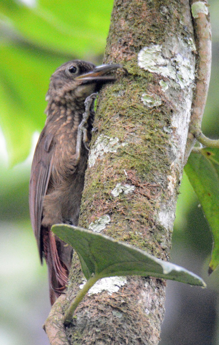 Cocoa Woodcreeper - ML617652090