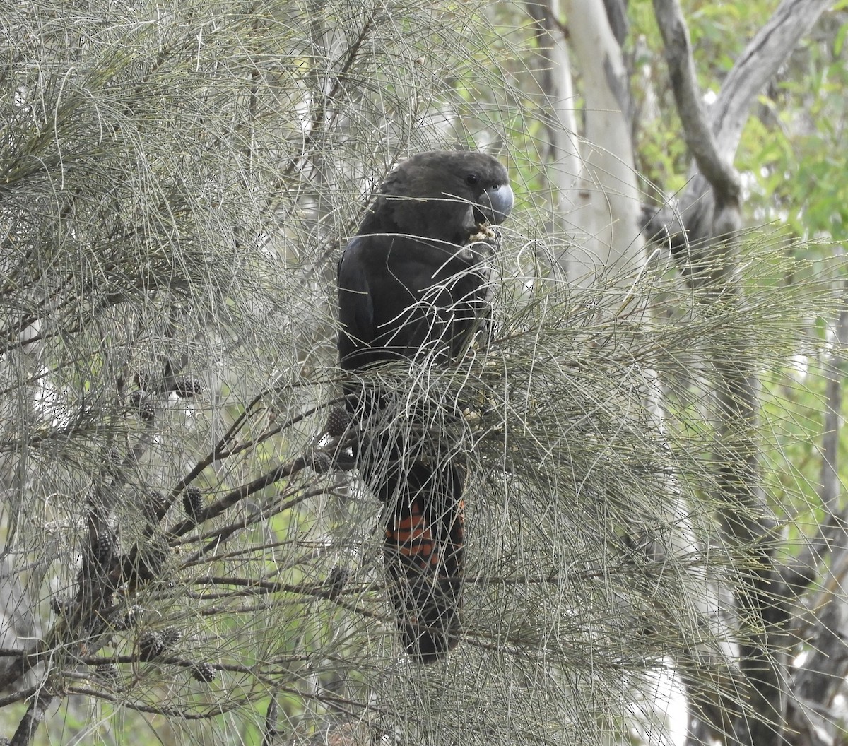 Glossy Black-Cockatoo - Frank Antram