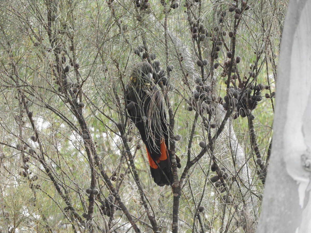 Glossy Black-Cockatoo - Frank Antram