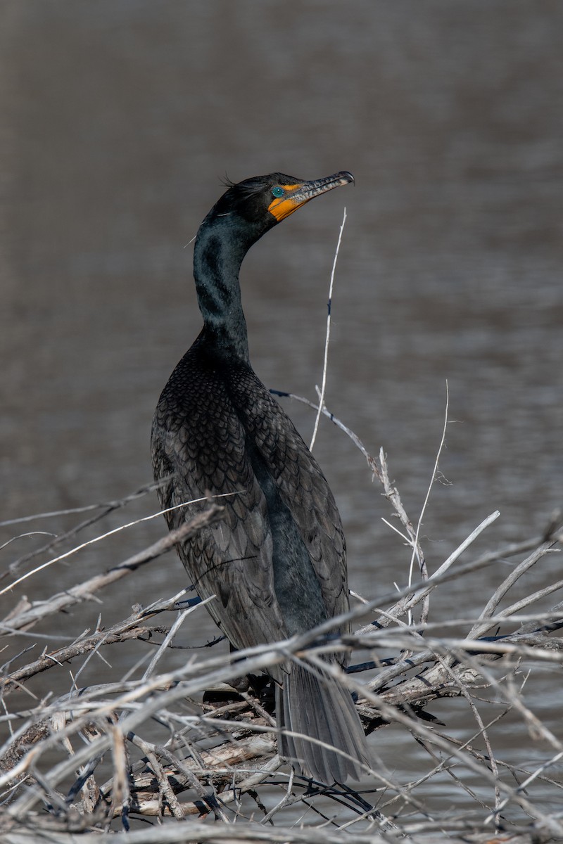 Double-crested Cormorant - ML617652172