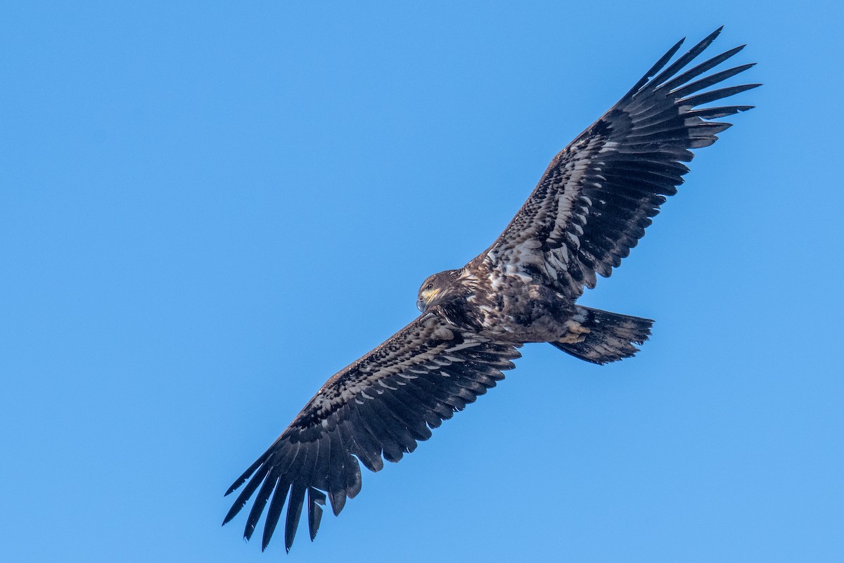 Bald Eagle - ML617652195