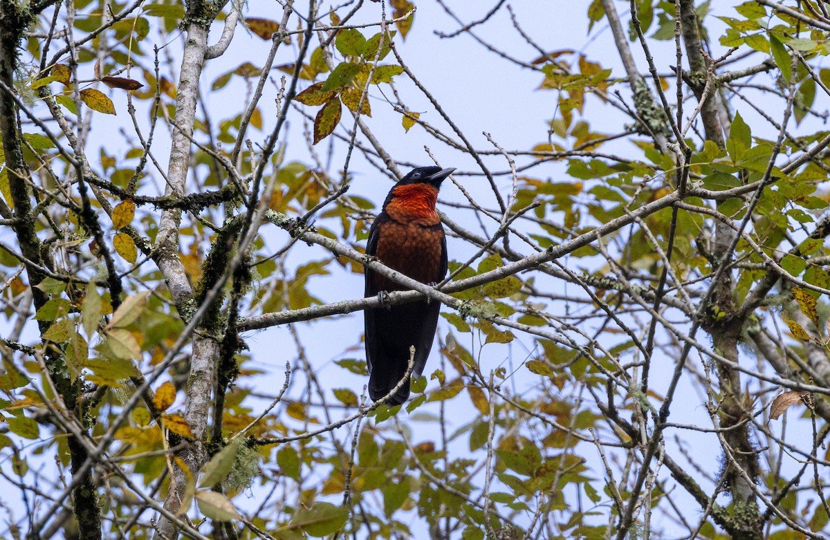 Red-ruffed Fruitcrow - ML617652211