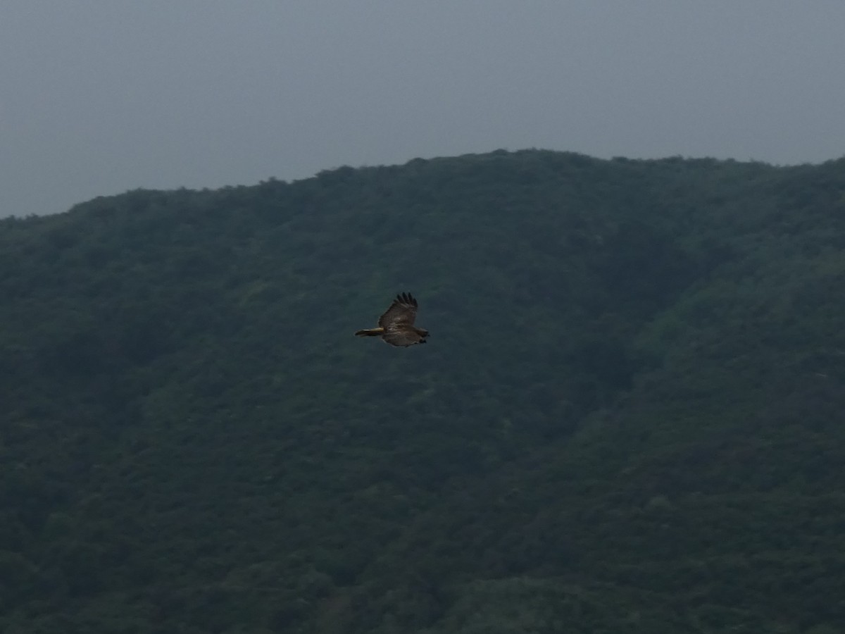 Red-tailed Hawk - Peter Larramendy