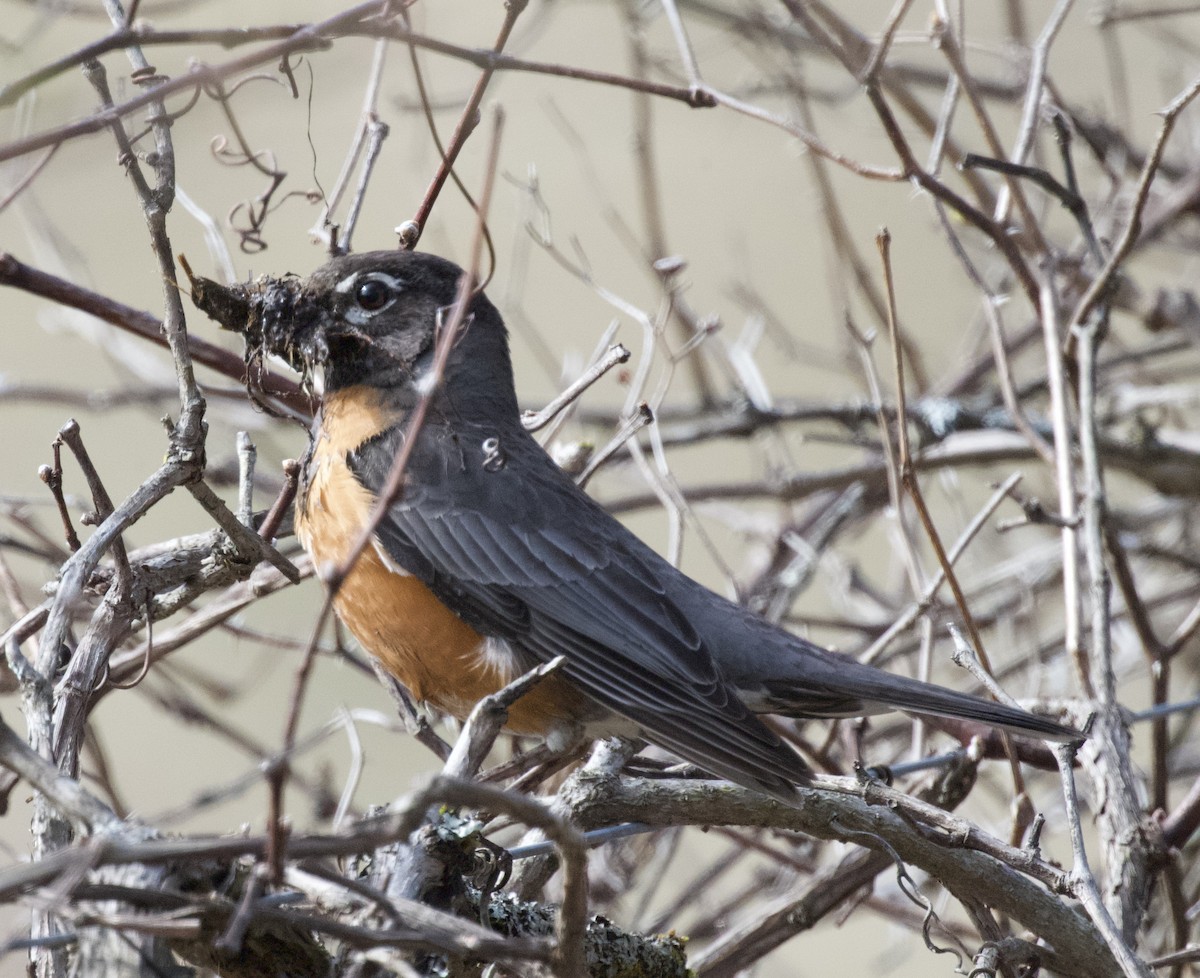 American Robin - Tina Barney