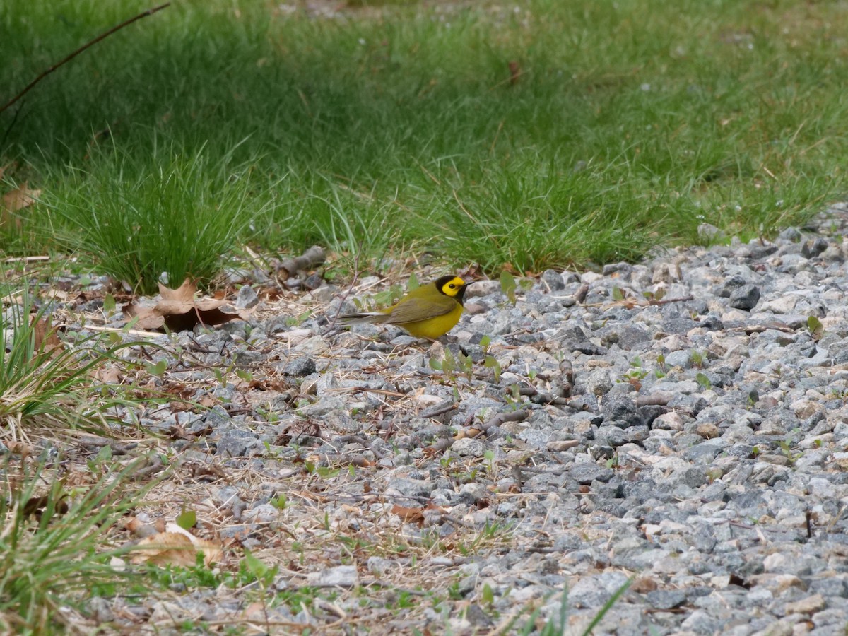 Hooded Warbler - ML617652246