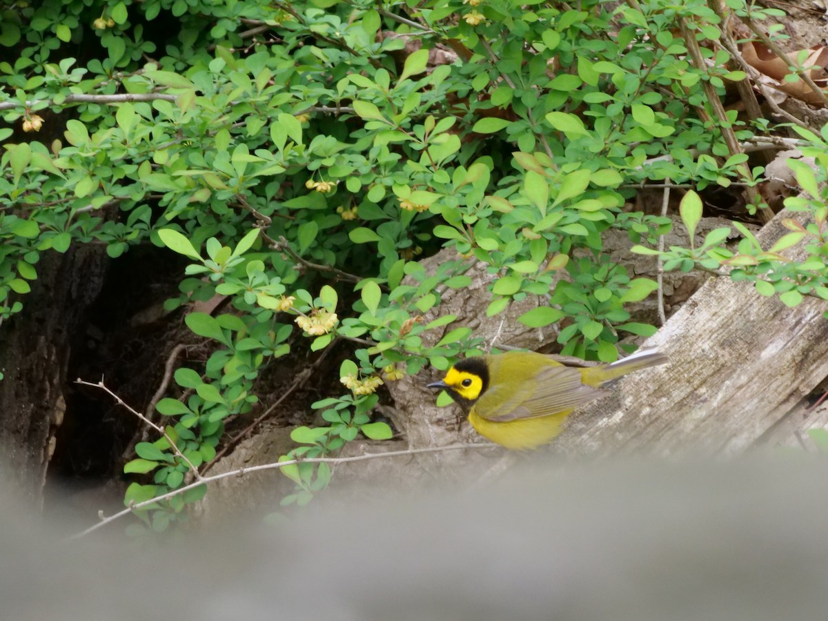 Hooded Warbler - ML617652247