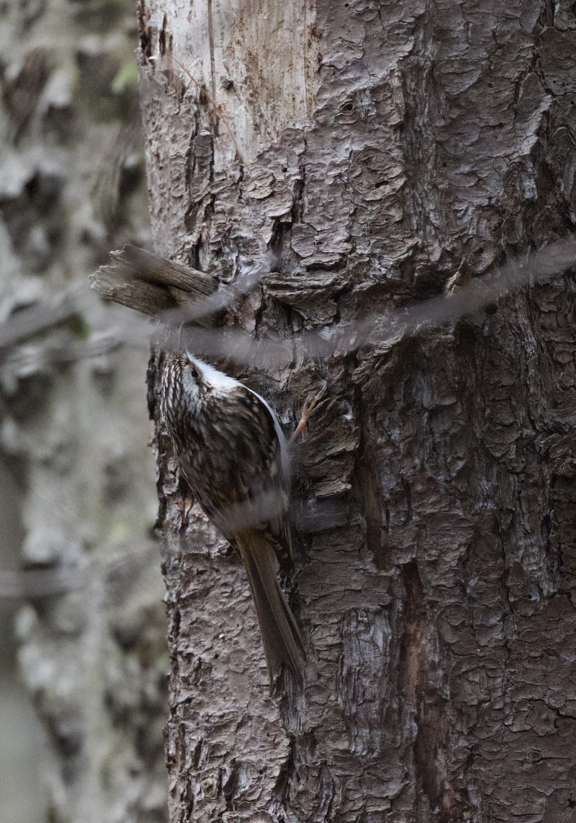 Brown Creeper - Tina Barney