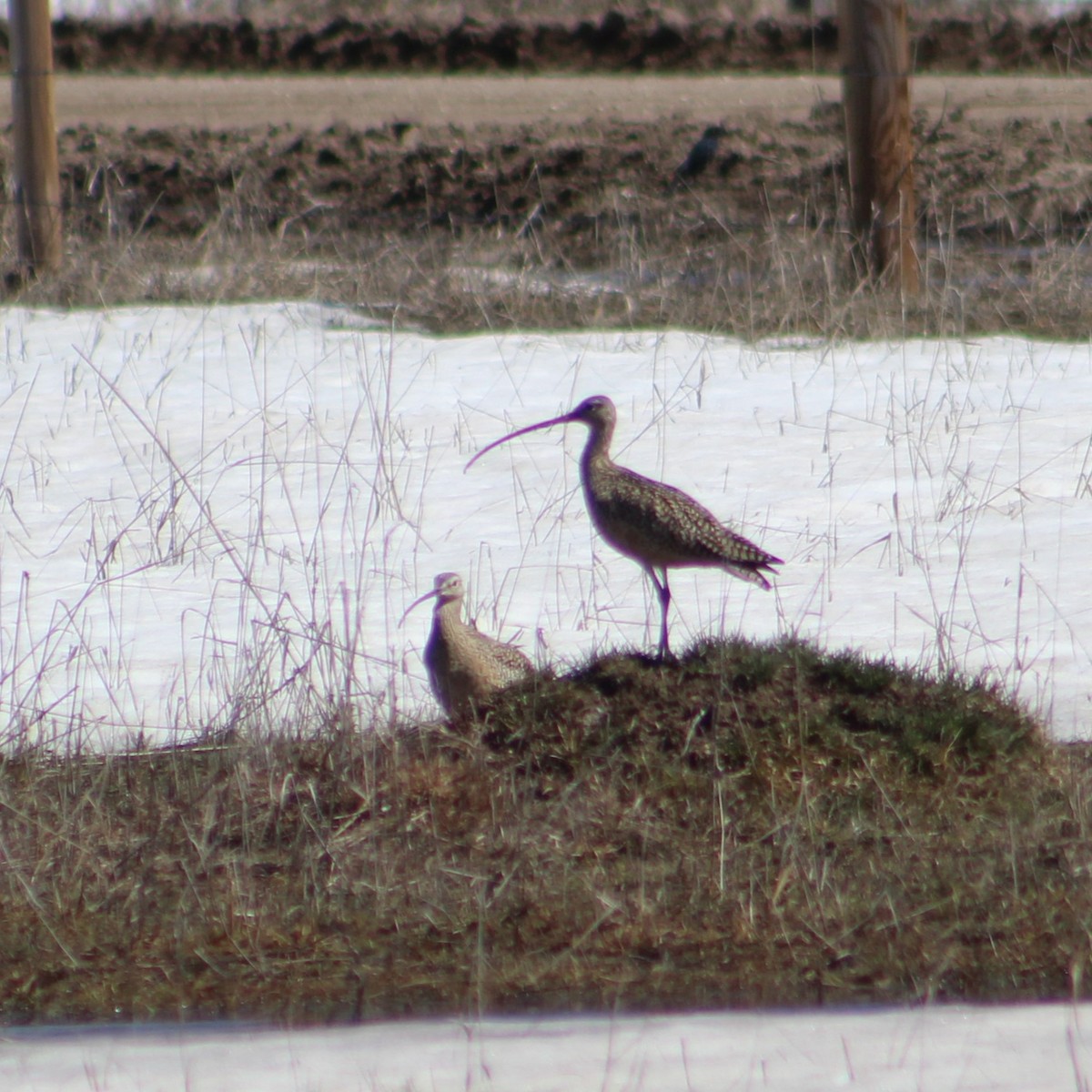 Long-billed Curlew - ML617652263