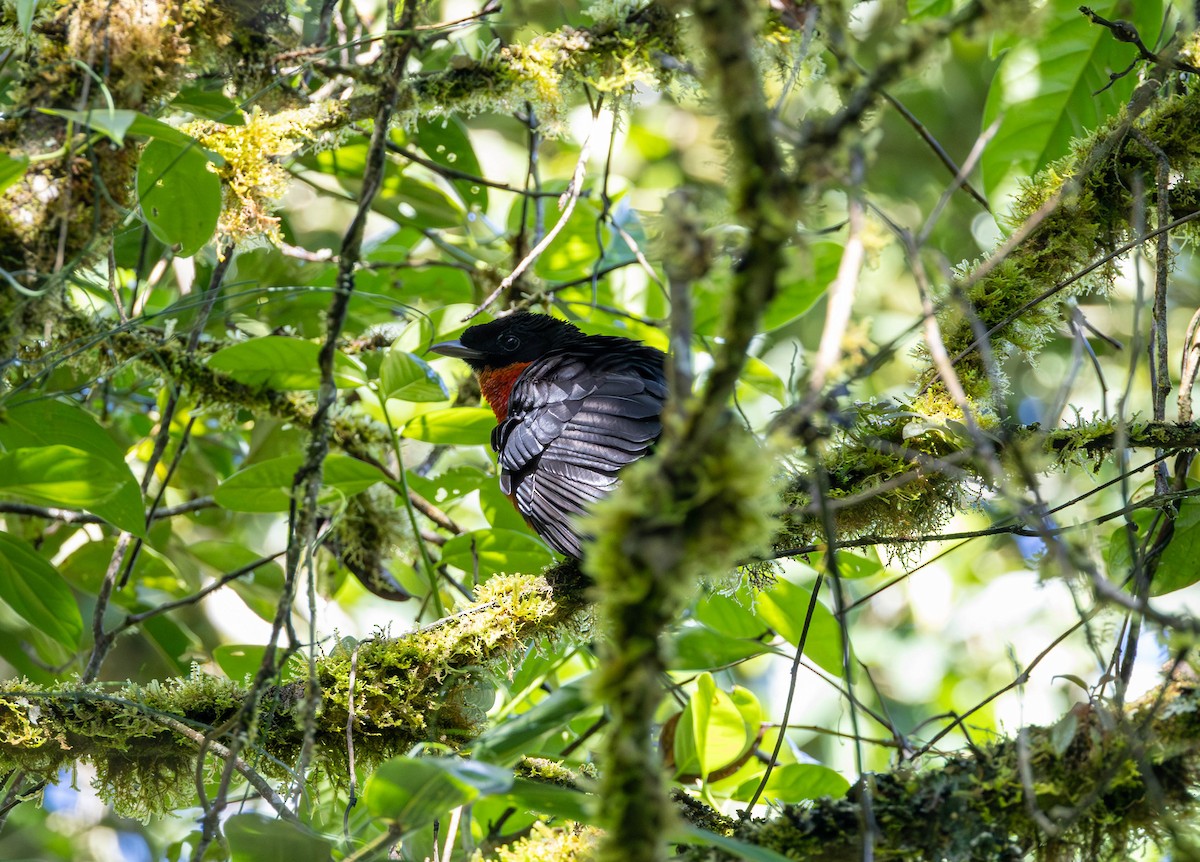 Red-ruffed Fruitcrow - ML617652278