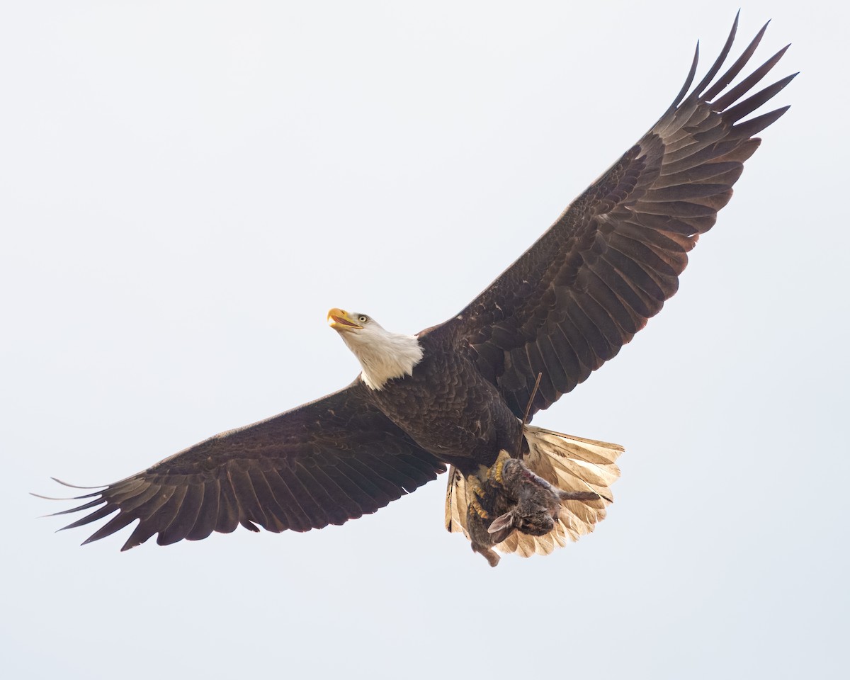 Bald Eagle - ML617652316