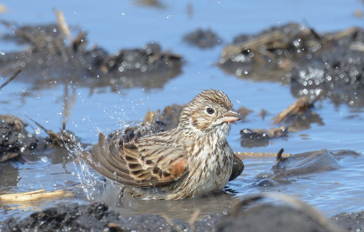 Vesper Sparrow - Avery Dart