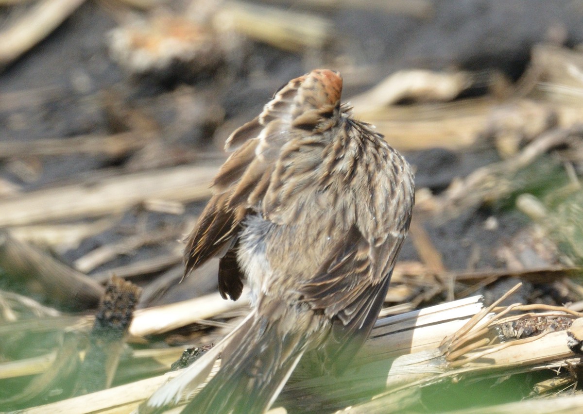 Vesper Sparrow - Avery Dart