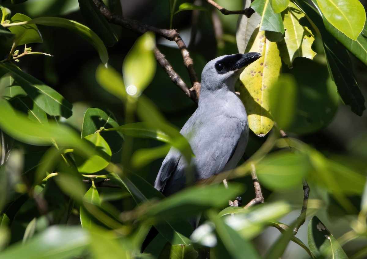 White-bellied Cuckooshrike - ML617652395