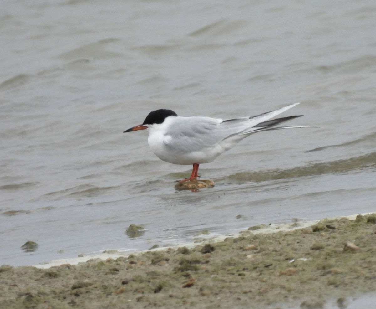 Forster's Tern - Christopher Daniels