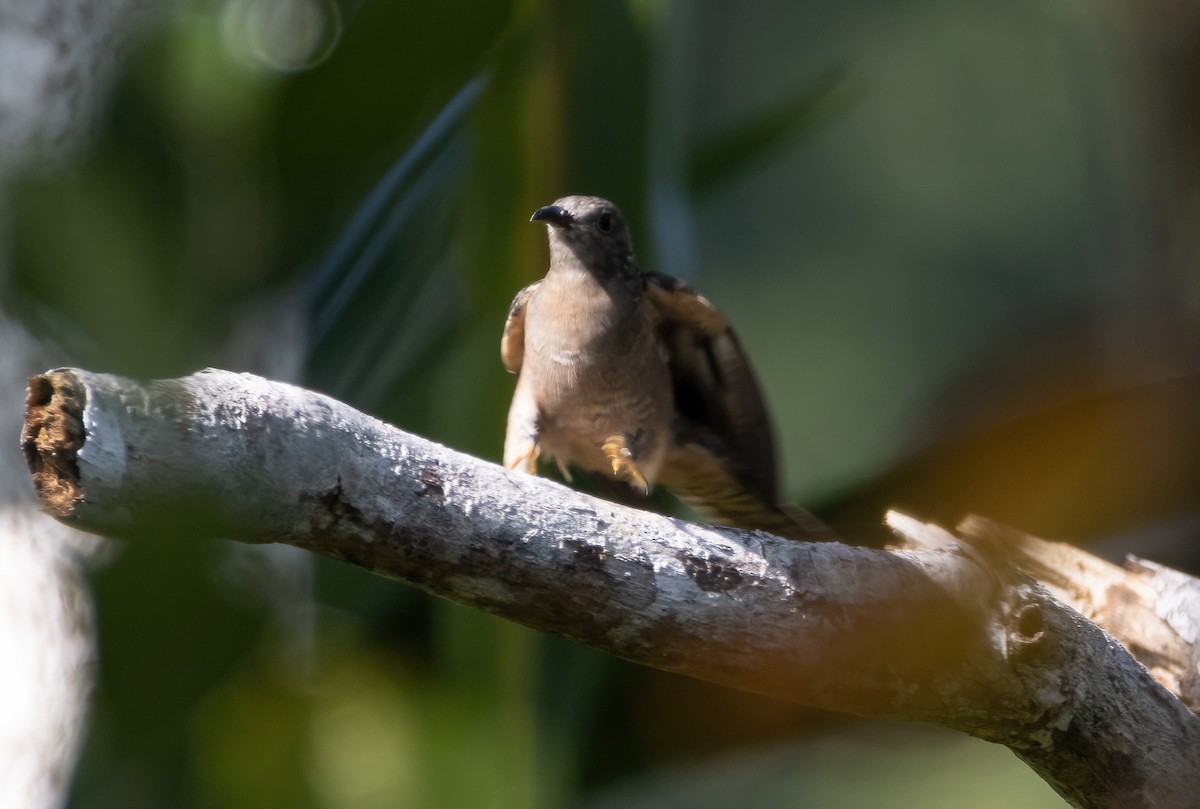 Brush Cuckoo - ML617652413