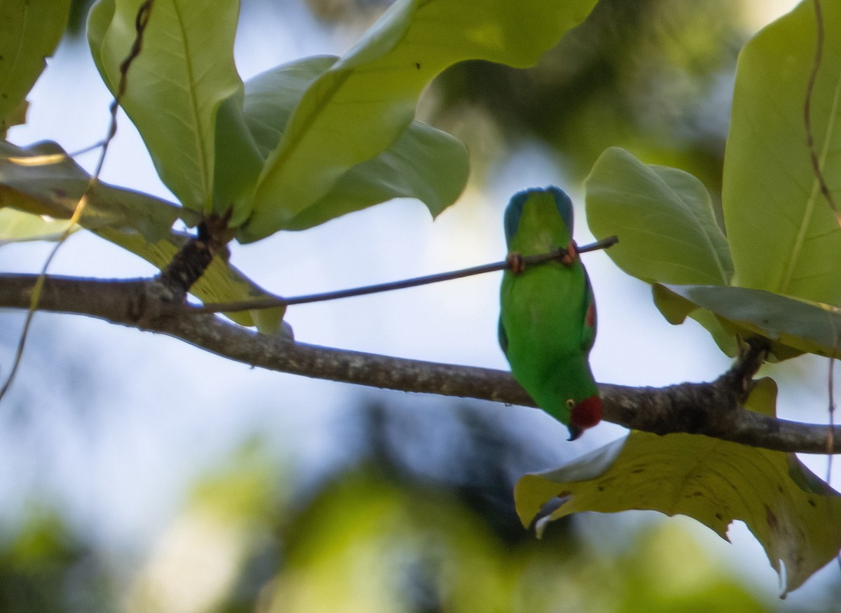 Moluccan Hanging-Parrot - ML617652422