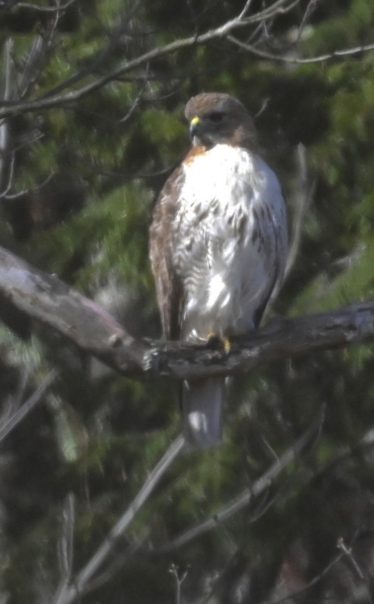 Red-tailed Hawk - Tina Barney