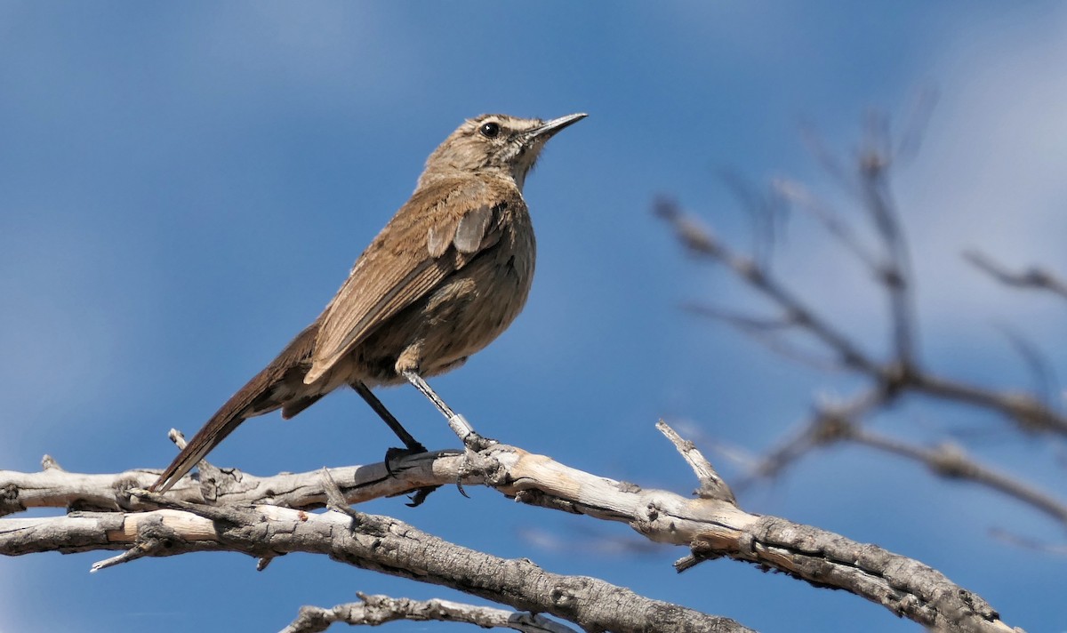 Karoo Scrub-Robin - Hubert Söhner