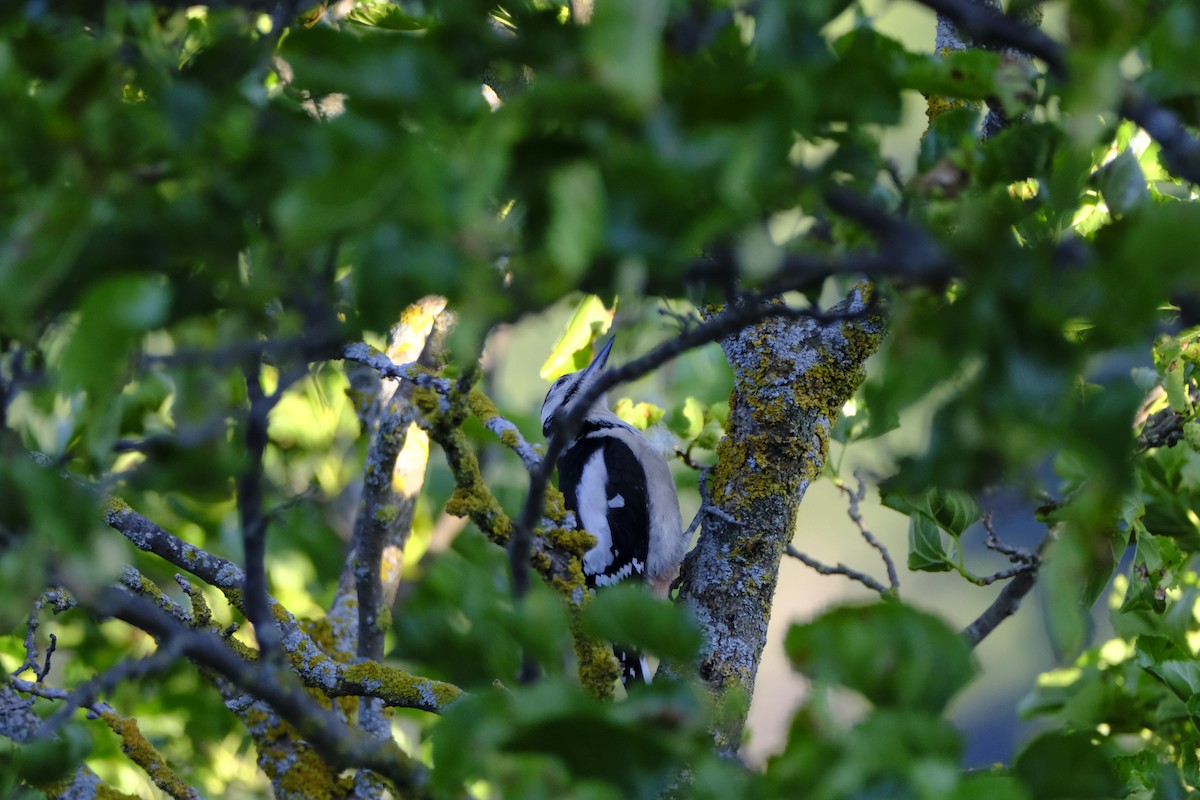 Great Spotted Woodpecker - ML617652479