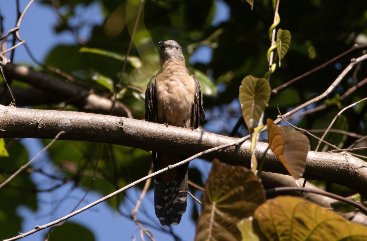 Brush Cuckoo - ML617652486