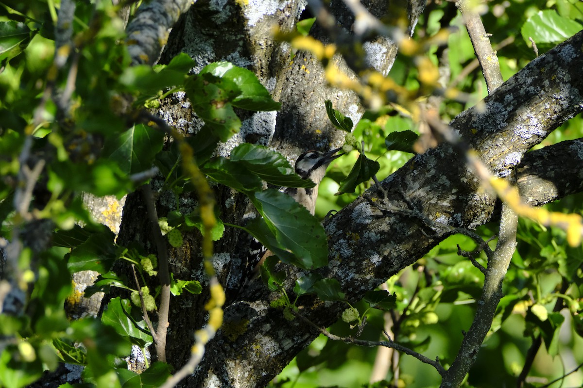 Great Spotted Woodpecker - ML617652512