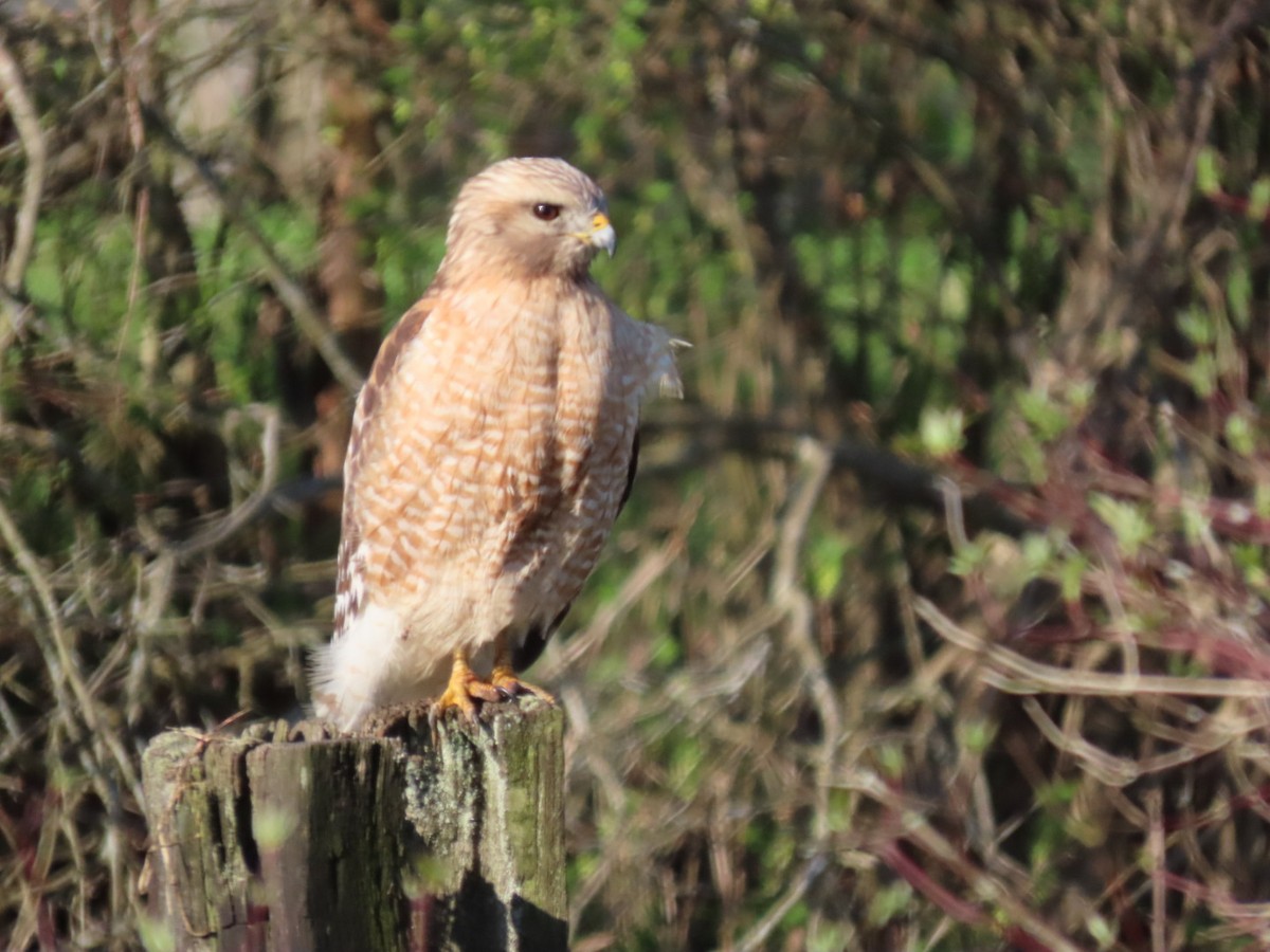 Red-shouldered Hawk - ML617652513