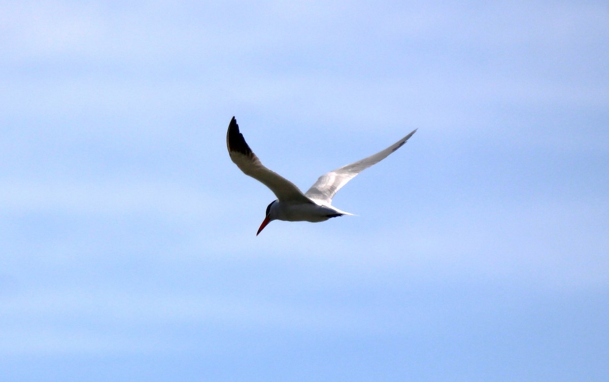 Caspian Tern - ML617652635