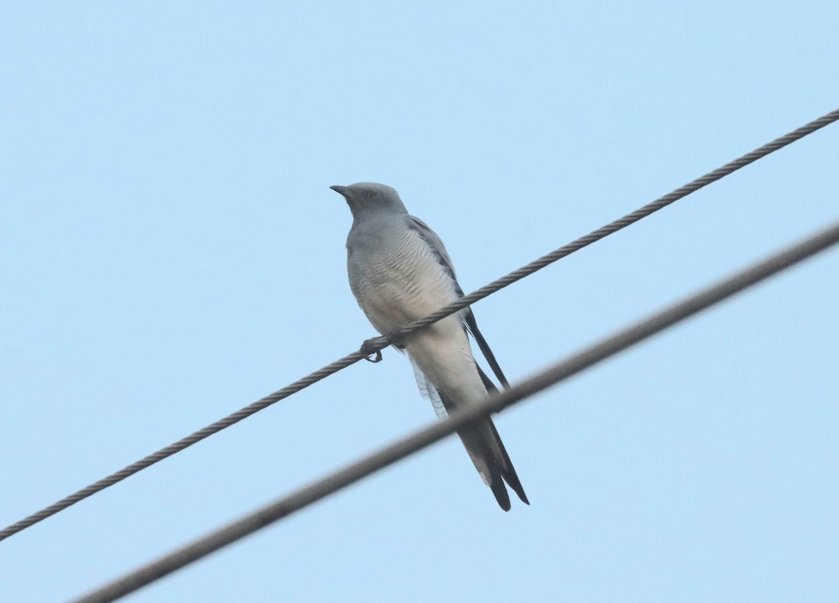 Ground Cuckooshrike - Dan Ashdown