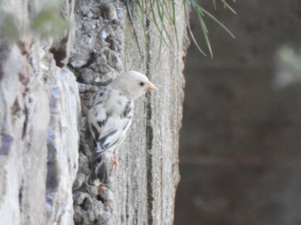 Rock Sparrow - Gary Losada