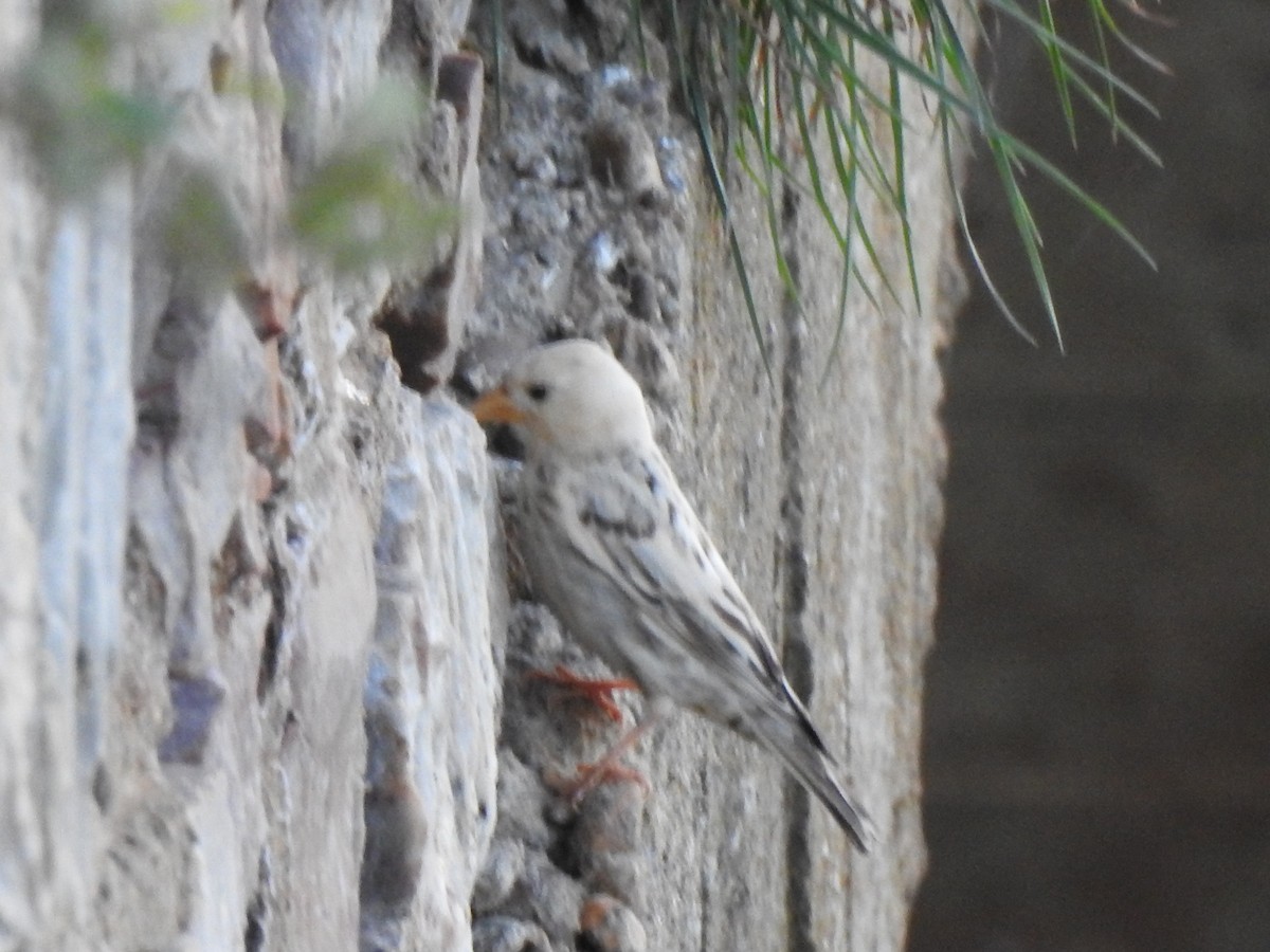 Rock Sparrow - ML617652649