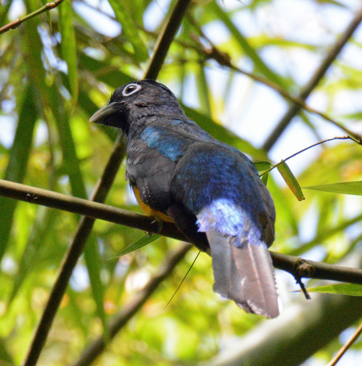 Green-backed Trogon - ML617652652