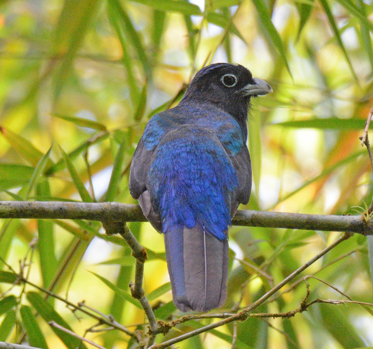 Green-backed Trogon - ML617652653