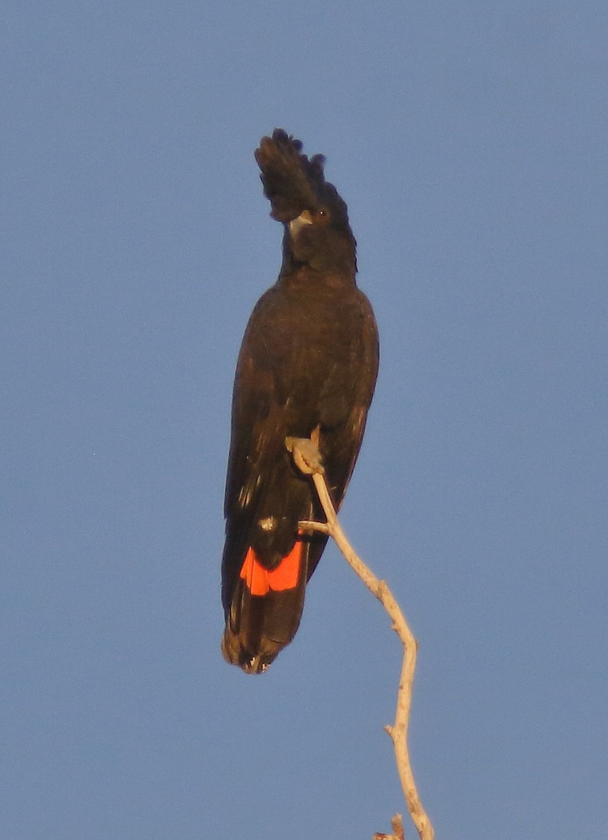 Red-tailed Black-Cockatoo - ML617652656