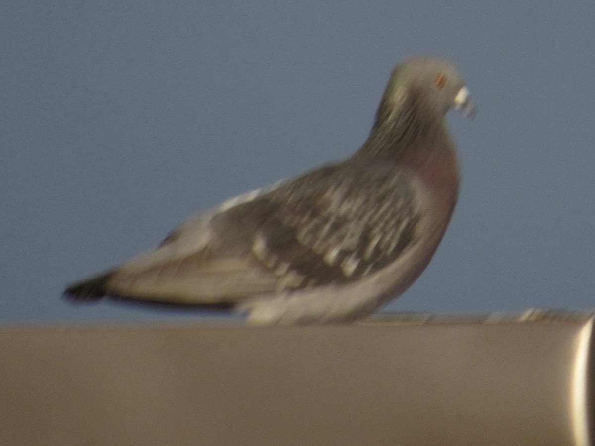 Сизый голубь (Одомашненного типа) - ML617652724