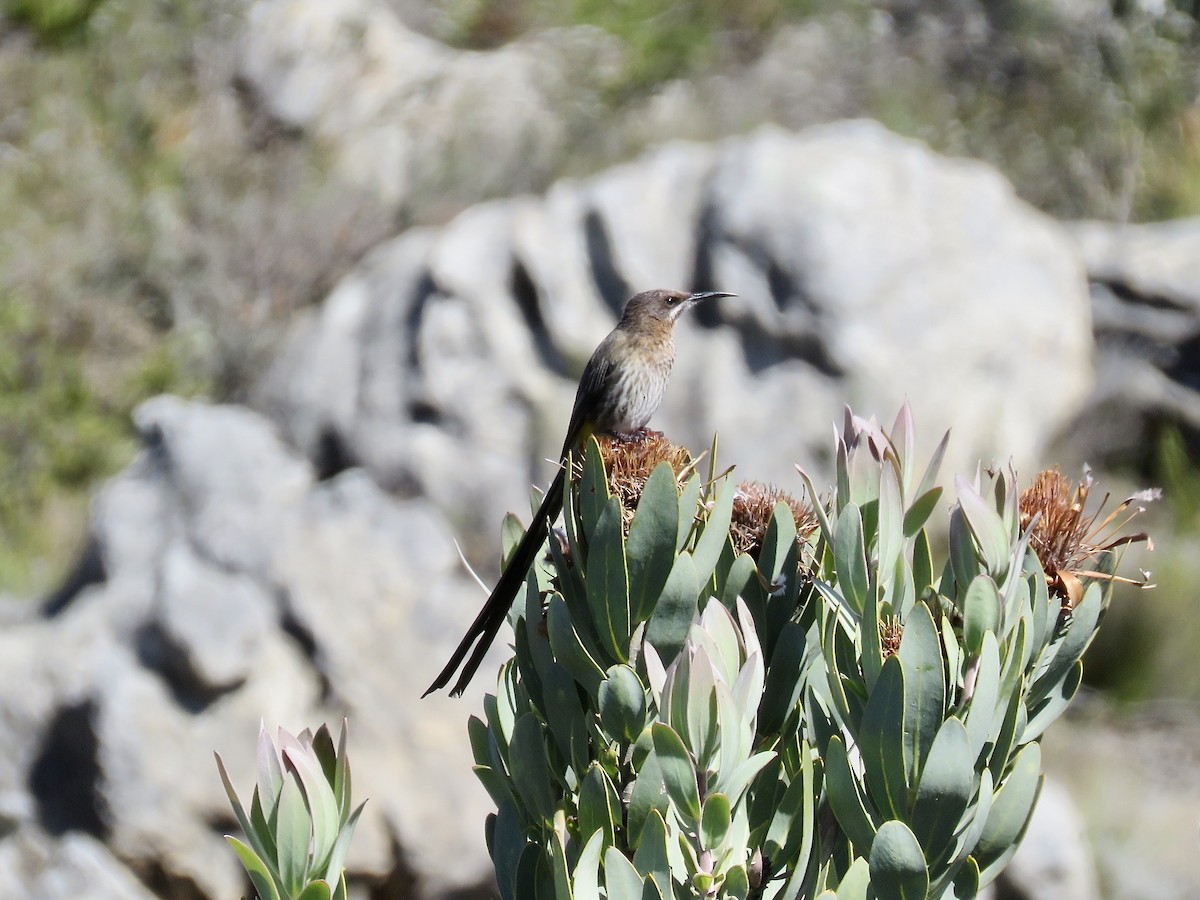 Cape Sugarbird - ML617652725