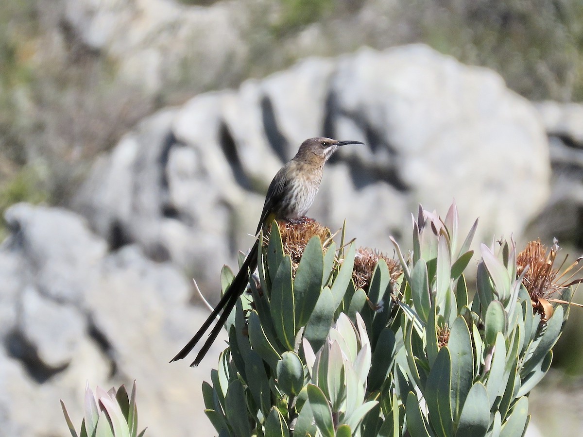 Cape Sugarbird - ML617652730