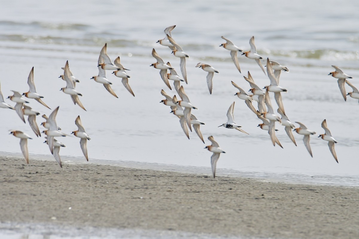 Siberian Sand-Plover - ML617652877