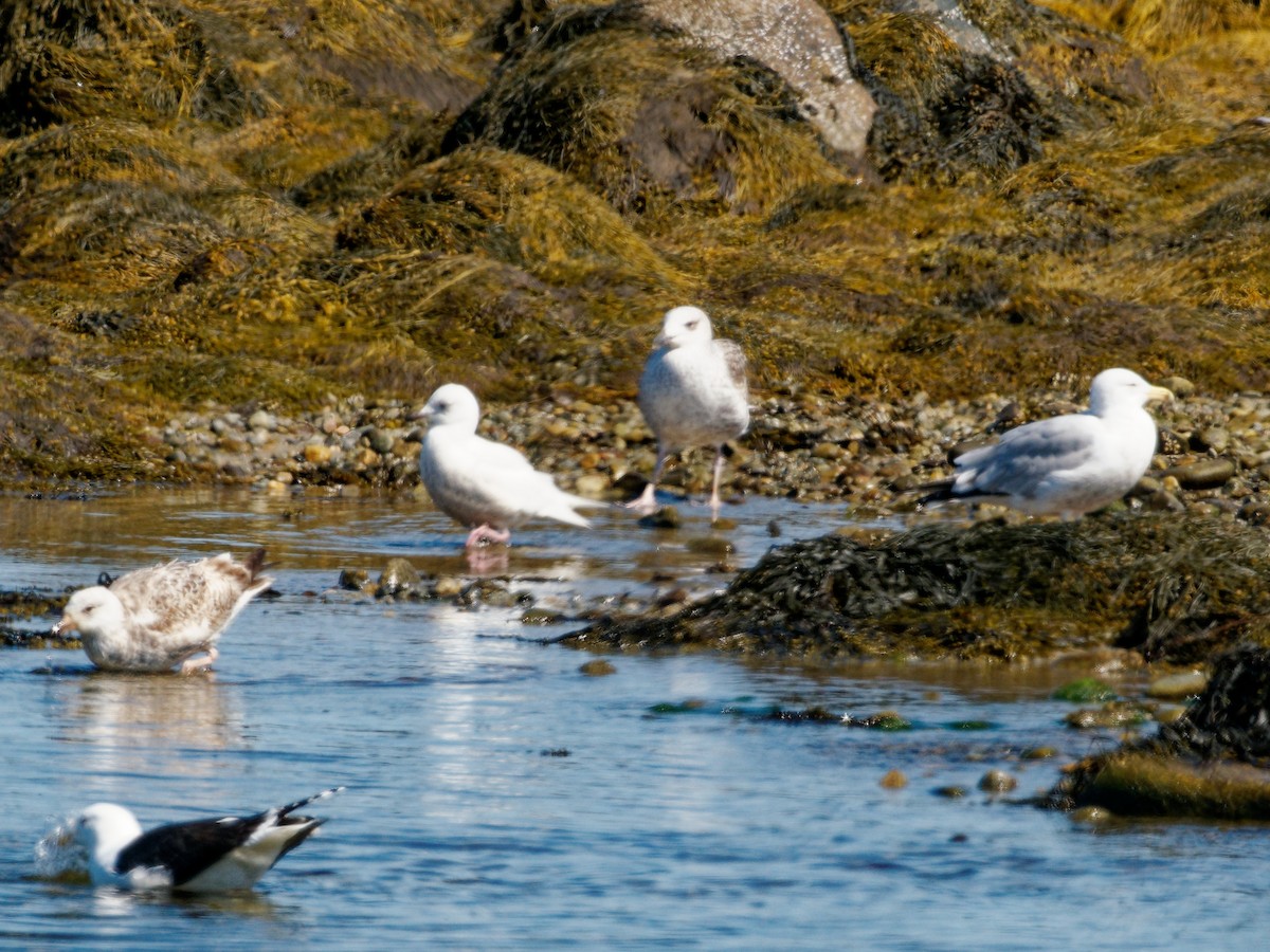 Iceland Gull (kumlieni/glaucoides) - ML617652896