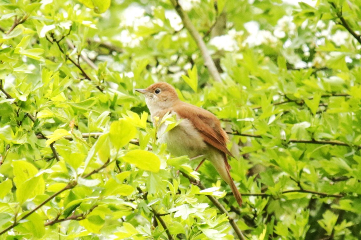 Зулбаран гургалдай - ML617652898