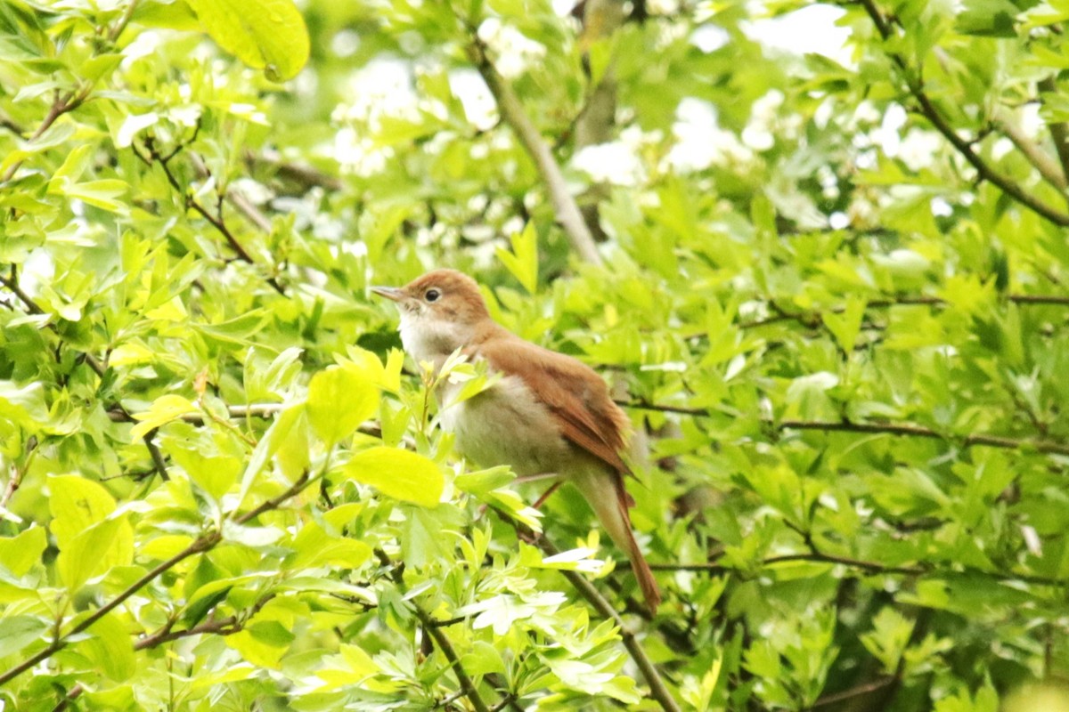 Зулбаран гургалдай - ML617652899