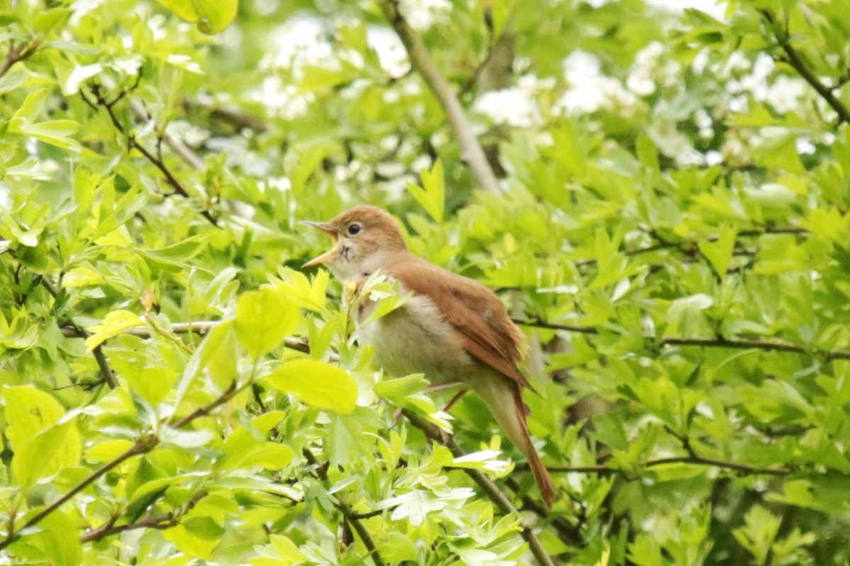 Зулбаран гургалдай - ML617652916