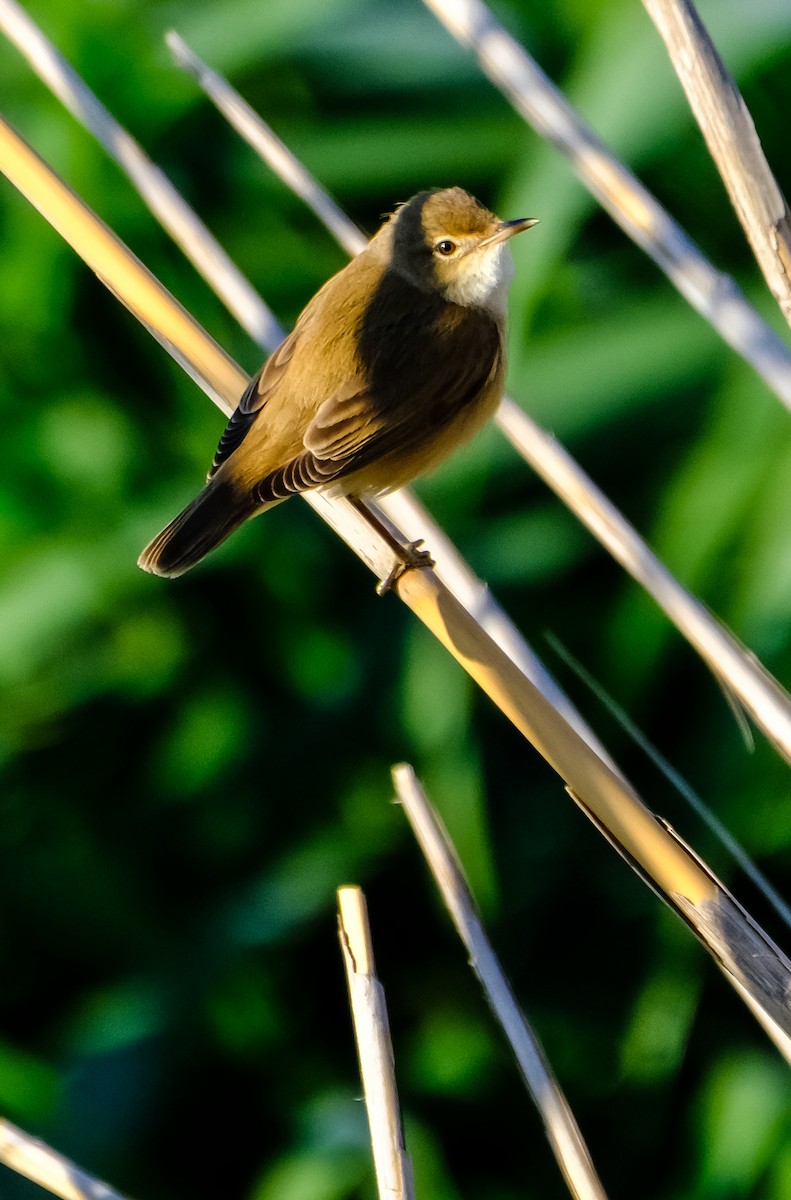 Common Reed Warbler - ML617652917