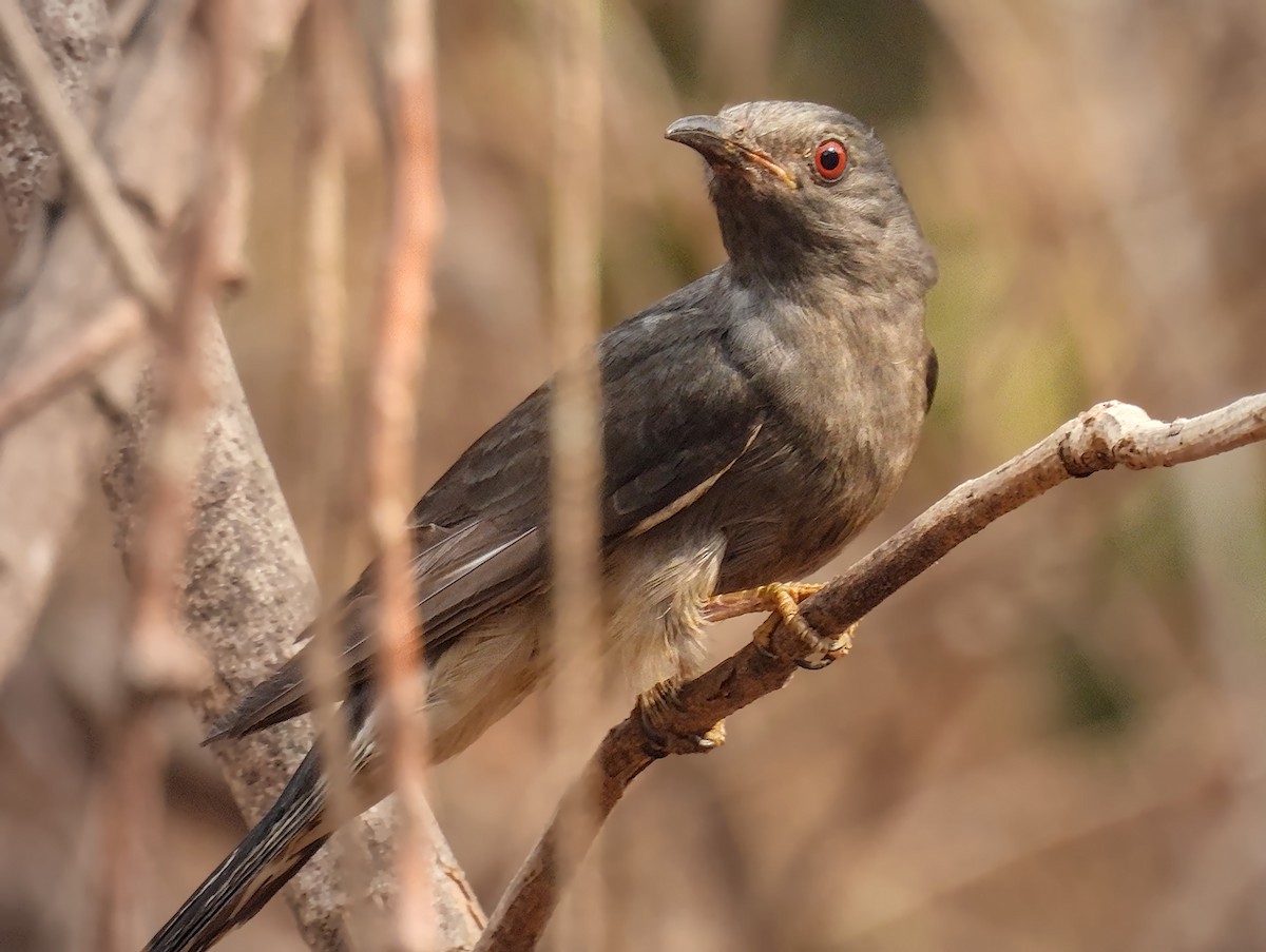 Gray-bellied Cuckoo - ML617652927