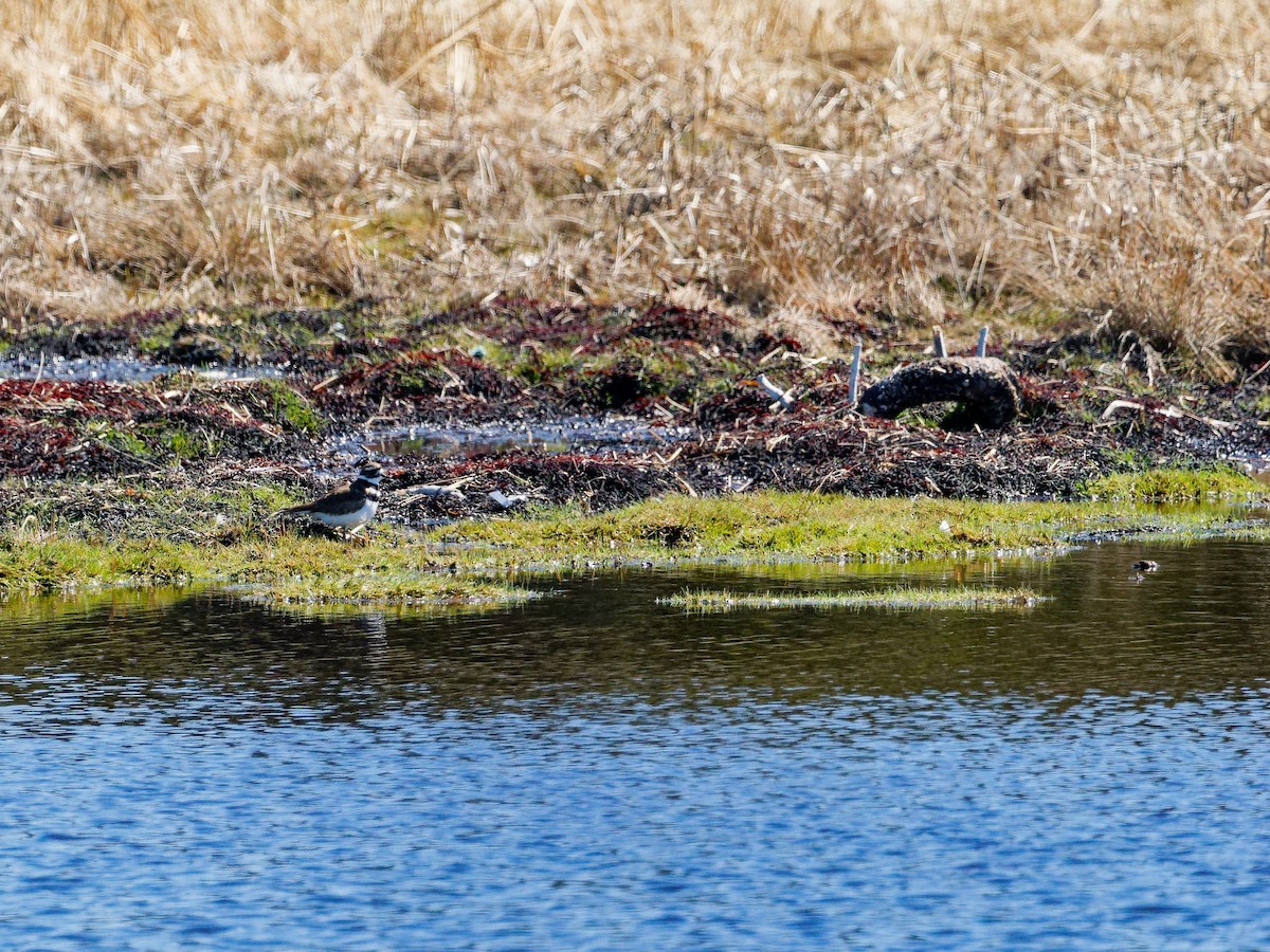 Killdeer - ML617652935