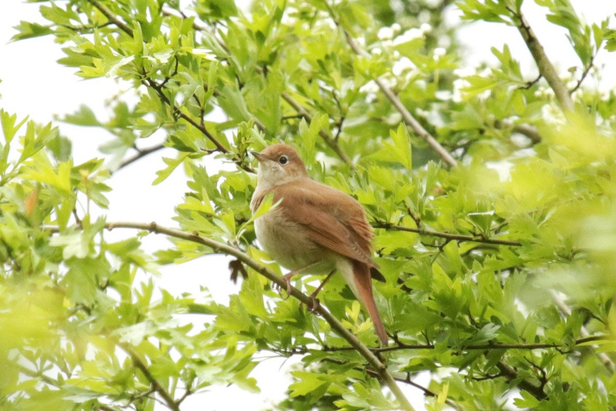 Зулбаран гургалдай - ML617652946