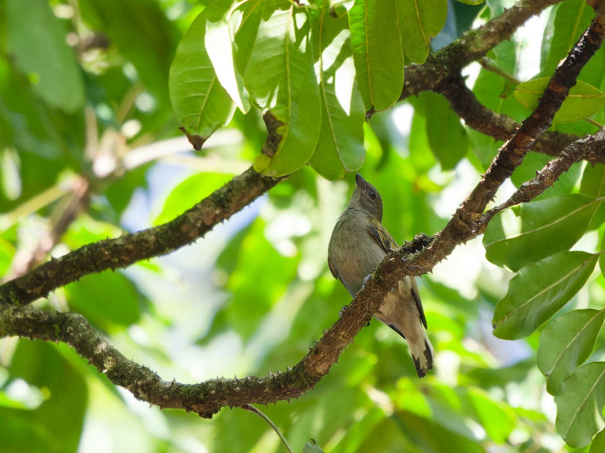 Lesser Honeyguide (Thick-billed) - ML617652962