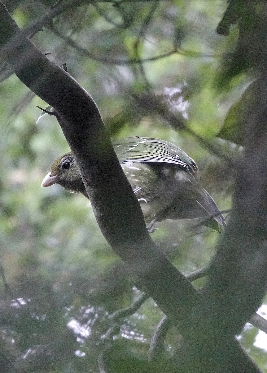 Green Catbird - ML617652971